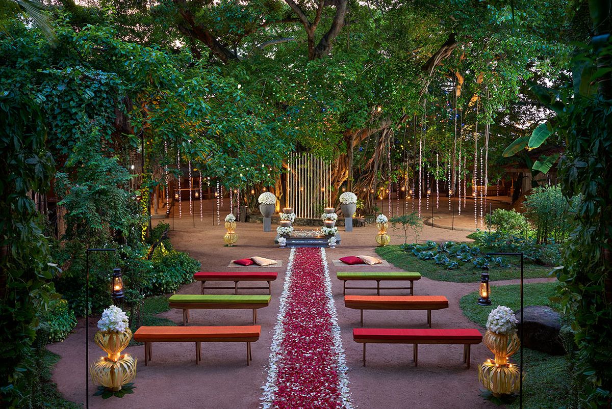 باغ های دارچینی در کلمبوی سریلانکا