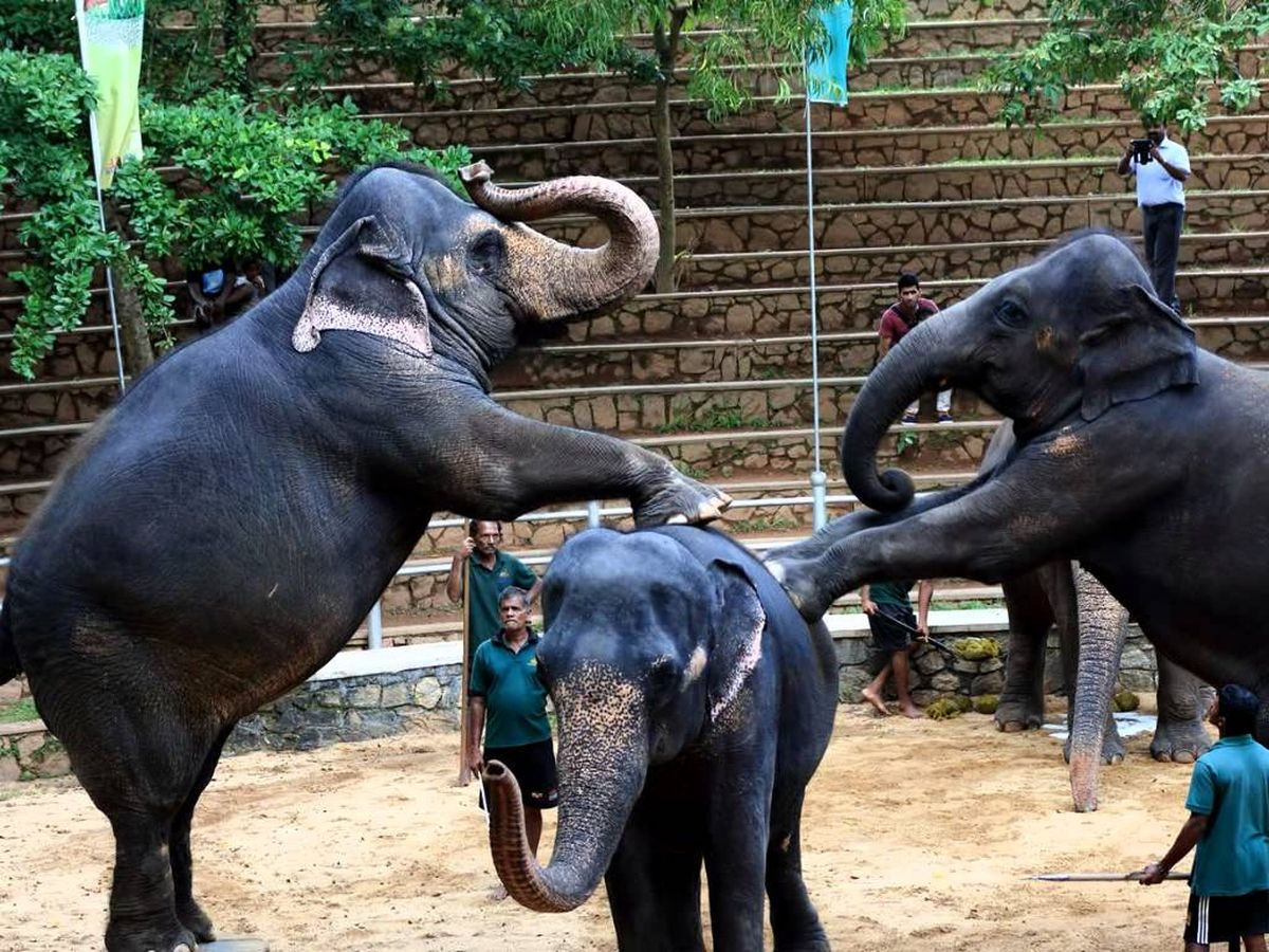 باغ وحش کلمبو در سریلانکا